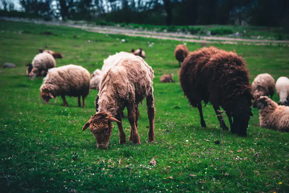 Flock of sheep grazing in a green coastal pasture